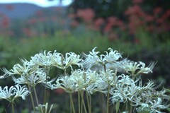 白い彼岸花　①。。。！