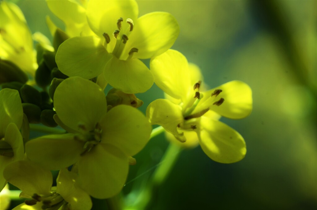 春爛漫の菜の花畑　②。。。！