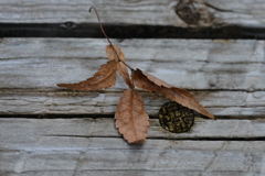 秋枯れの公園　➂。。。！