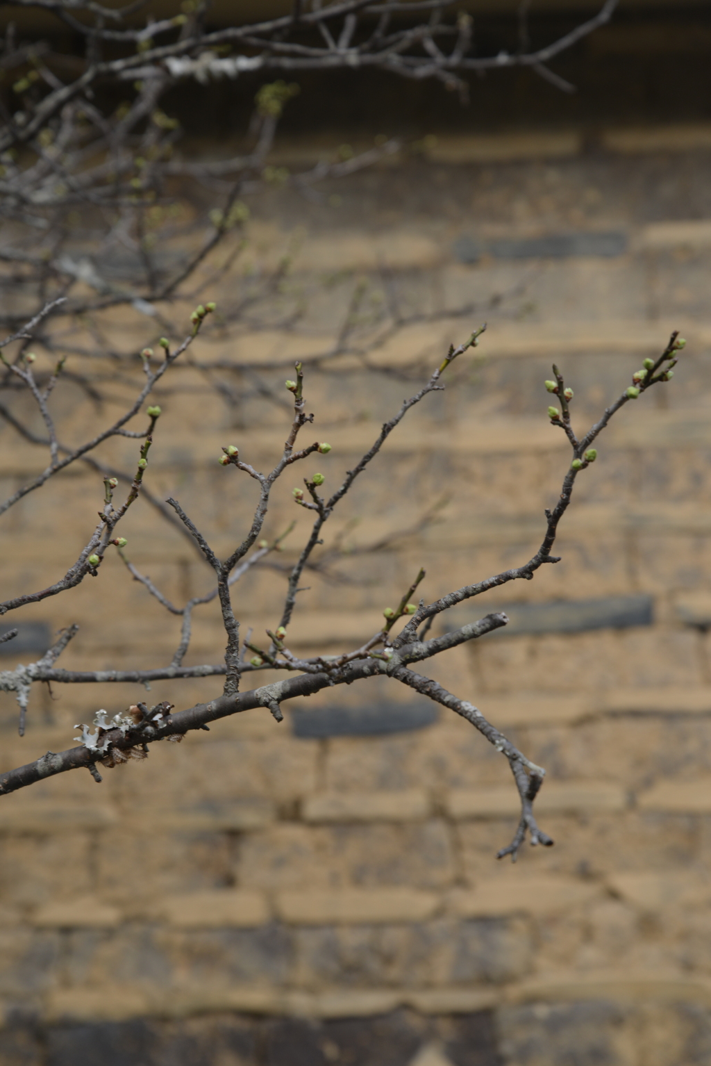 春を待つ　①。。。！