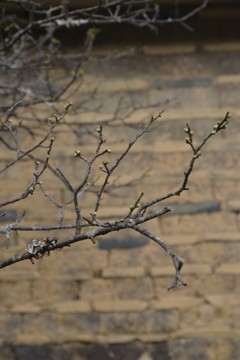 春を待つ　①。。。！