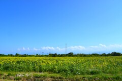 最後の夏花　④。。。！