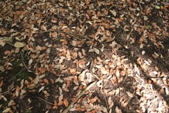 秋枯れの公園　①。。。！