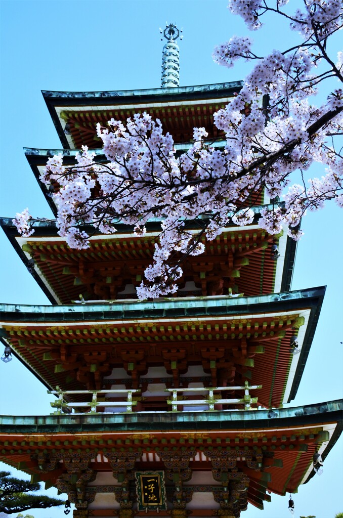 極楽浄土の春　⑤。。。！