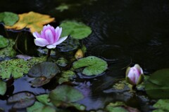 雨を恋うる　②。。。！