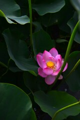大連ハス咲いた　④。。。！