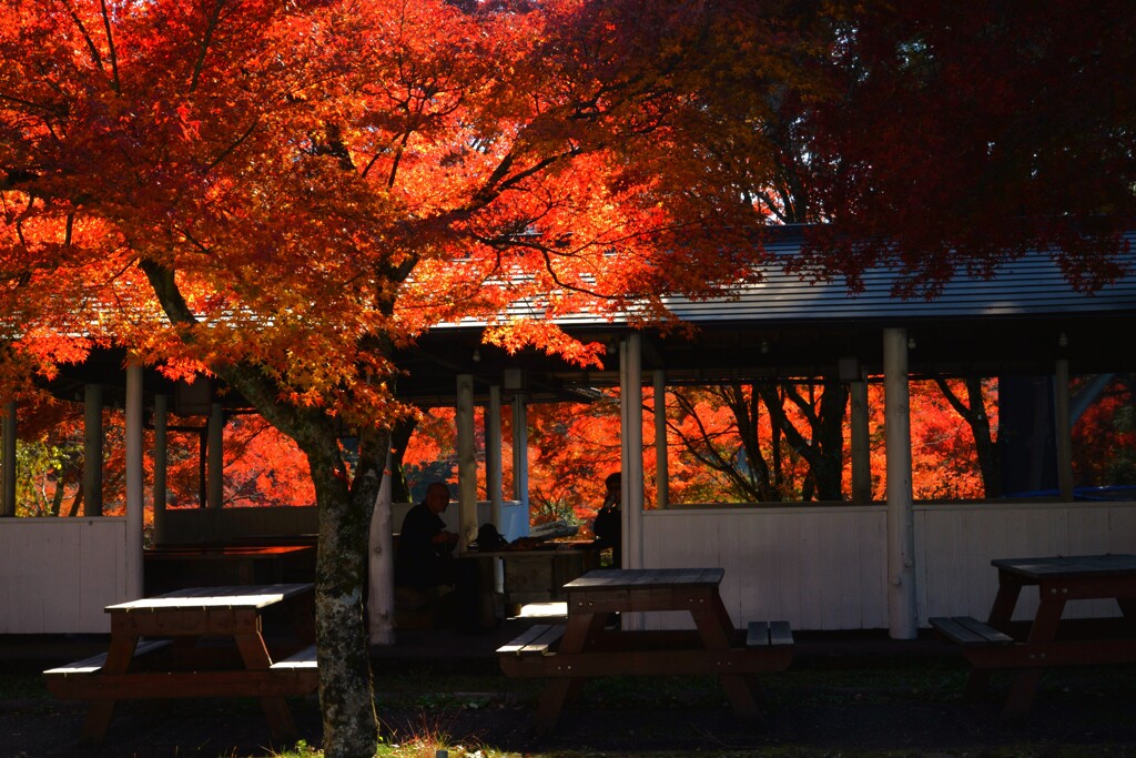 燃ゆる紅葉の中　。。。！
