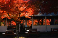 燃ゆる紅葉の中　。。。！