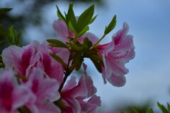 雨粒を纏って　⑤。。。！