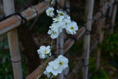 青梅が咲きました　①。。。！