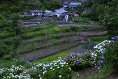 紫陽花の咲く村　①。。。！