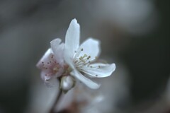 冬櫻　①。。。！