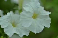夏花彩色　①。。。！