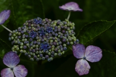 紫陽花の詩　。。。！