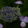 紫陽花の詩　。。。！