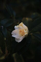 悲しげに白椿　➂。。。！
