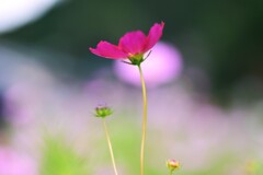 この秋をありがとう　①。。。！