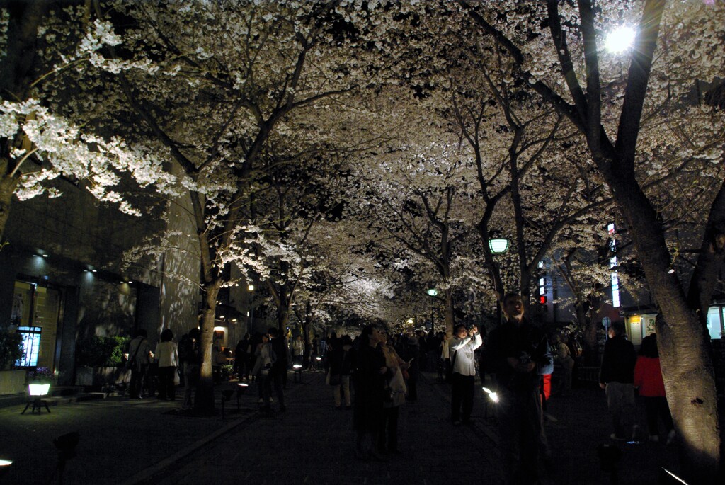 古都の夜桜。。。！