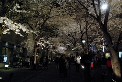 古都の夜桜。。。！