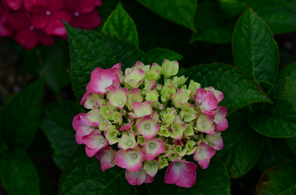 さみだれの花たち　③。。。！