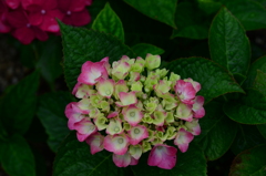 さみだれの花たち　③。。。！