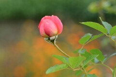 秋花の詩　➁。。。！
