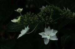 怪しく清く　②。。。！
