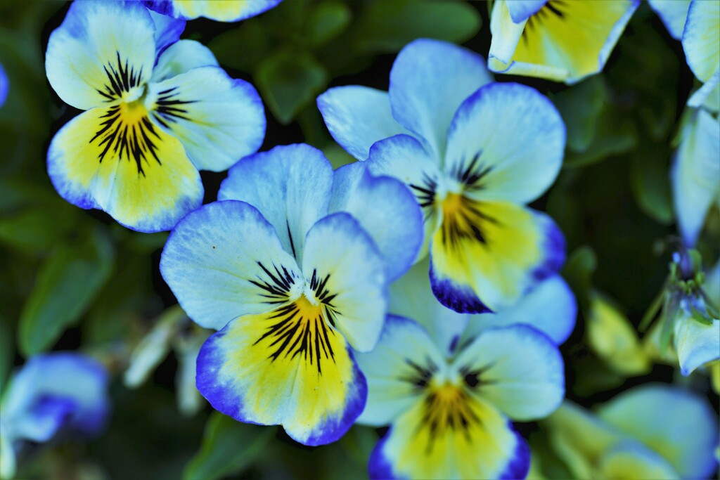 蝶々のように。。。！