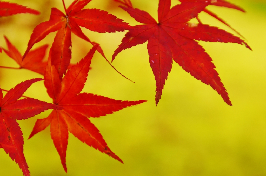 華やかなる一族。。。！