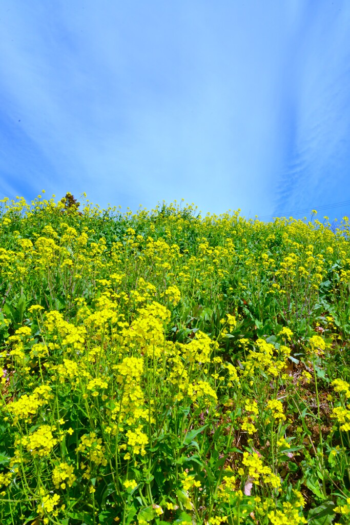 春爛漫．．黄色い丘　④。。。！