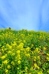 春爛漫．．黄色い丘　④。。。！