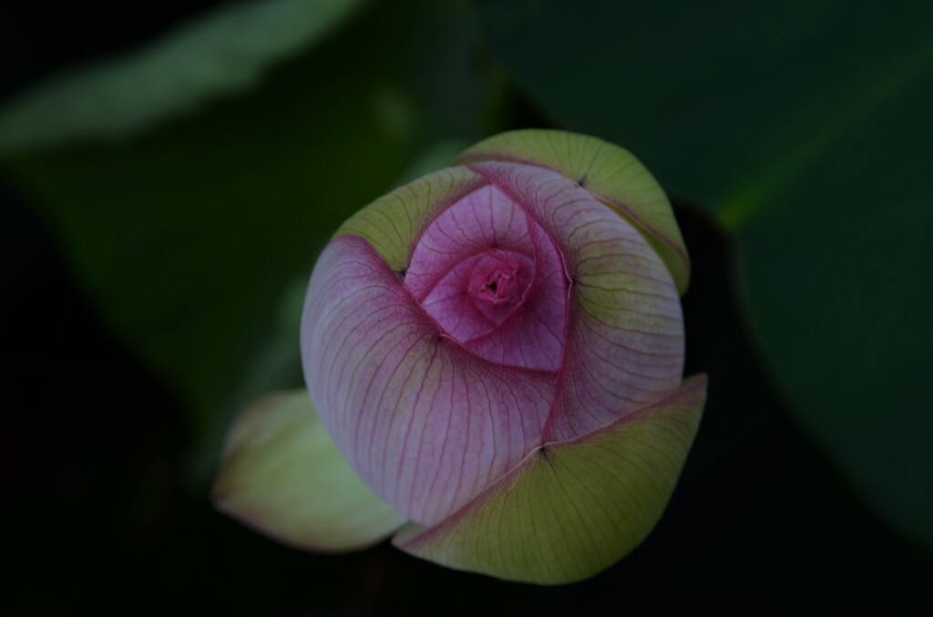 妖艶に咲く　①。。。！