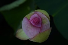 妖艶に咲く　①。。。！