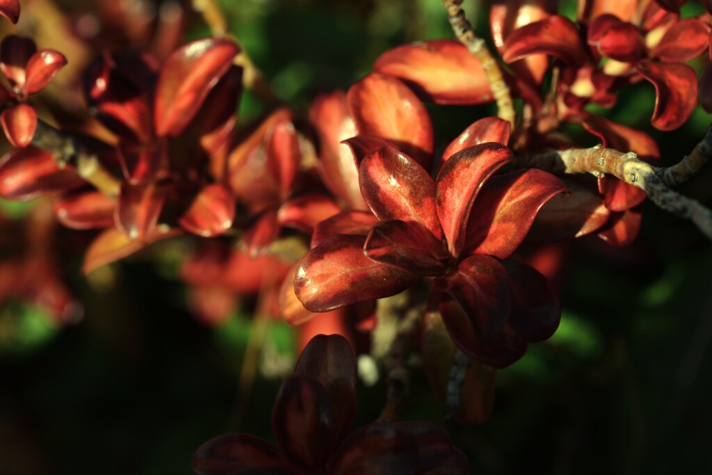 冬．．陽だまりの詩。。。！