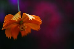 もの悲しくも強く ⑤。。。! もの悲しくも強く ⑤。。。!