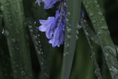 雨の情景。。。！