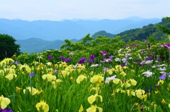 山の花楽園　②。。。！