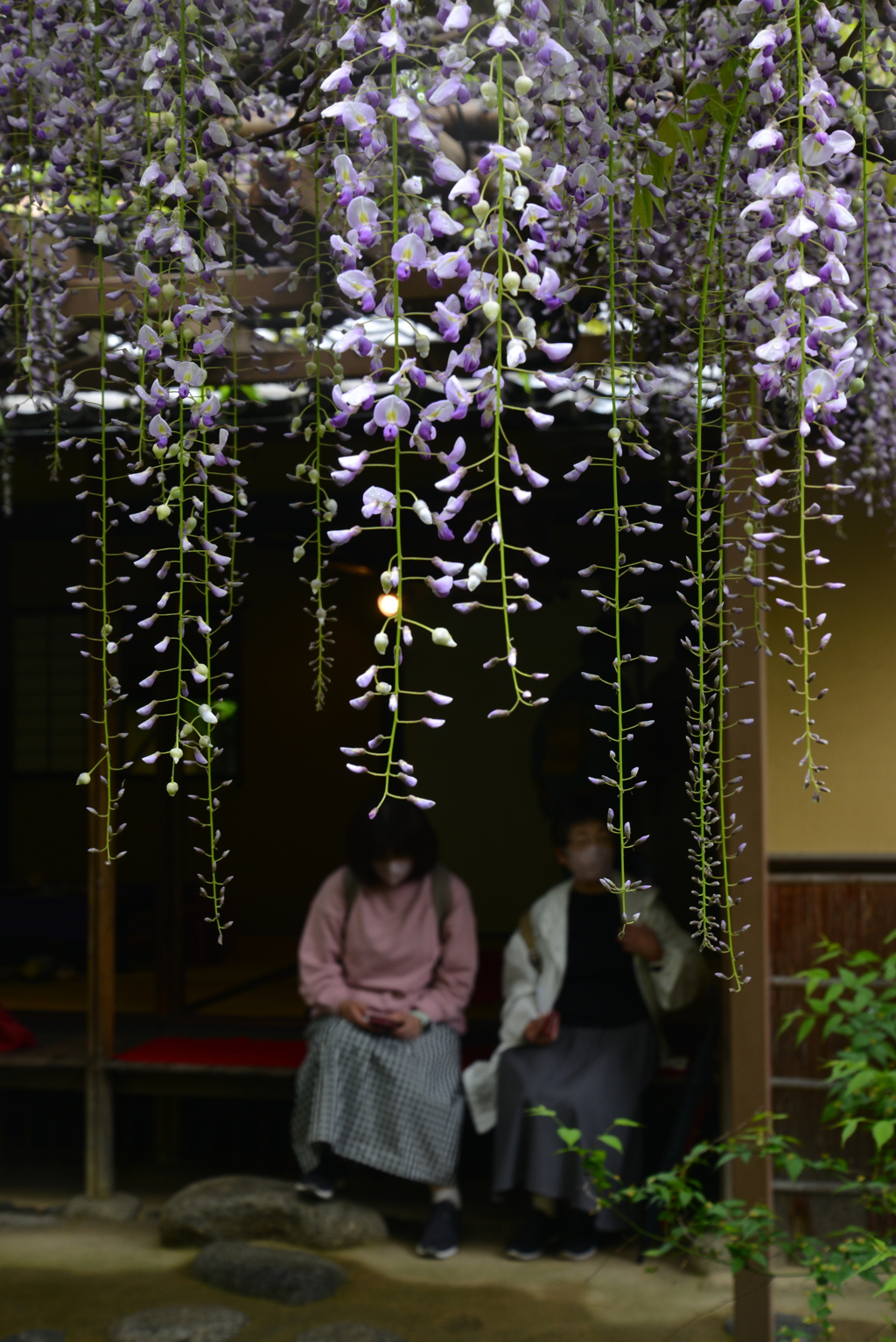 桜のあとは　➁。。。！