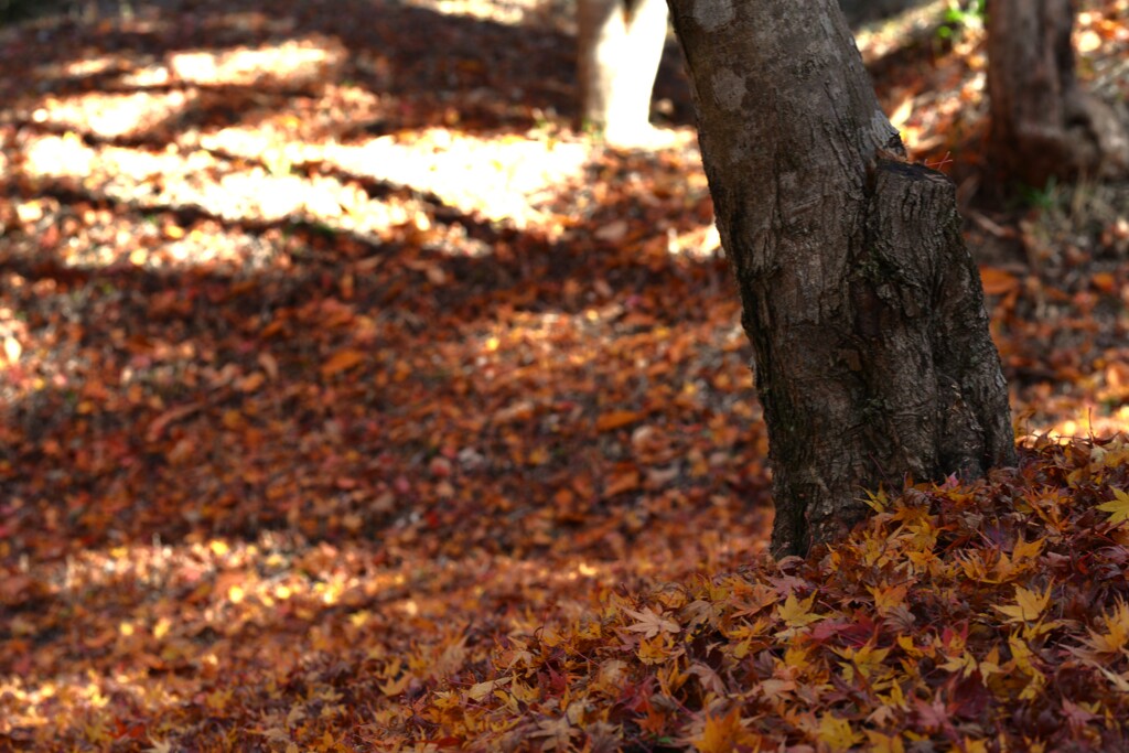 やさしい秋の陽と散紅葉　②。。。！