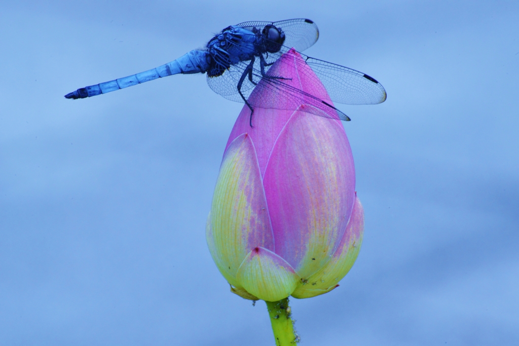 極楽トンボ
