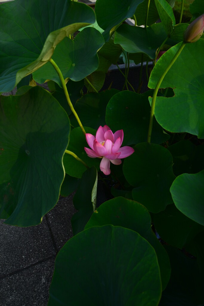 人知れず　。。。！