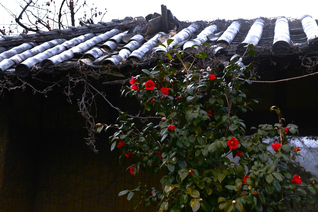 残酷な冬　➂。。。！