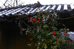 残酷な冬　➂。。。！