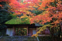 絶景．．秋の法然院　。。。！