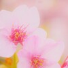 薄桃色に憧れて。。。！