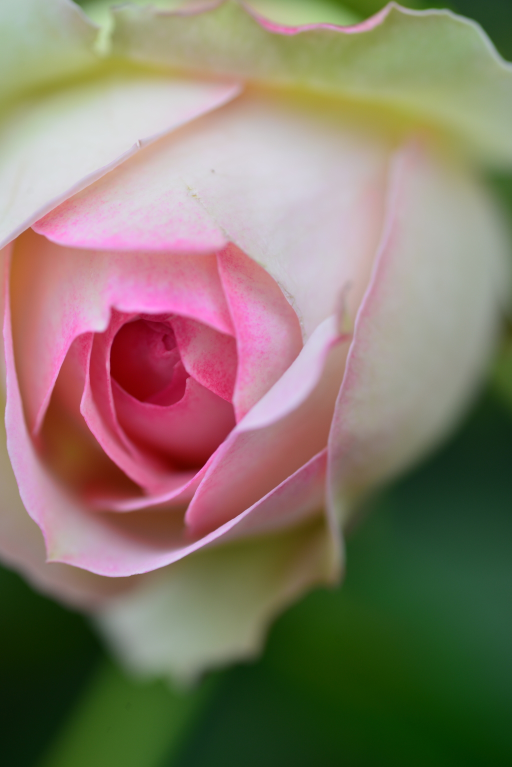 魅惑の花　①。。。！