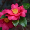 紅椿咲く。。。！