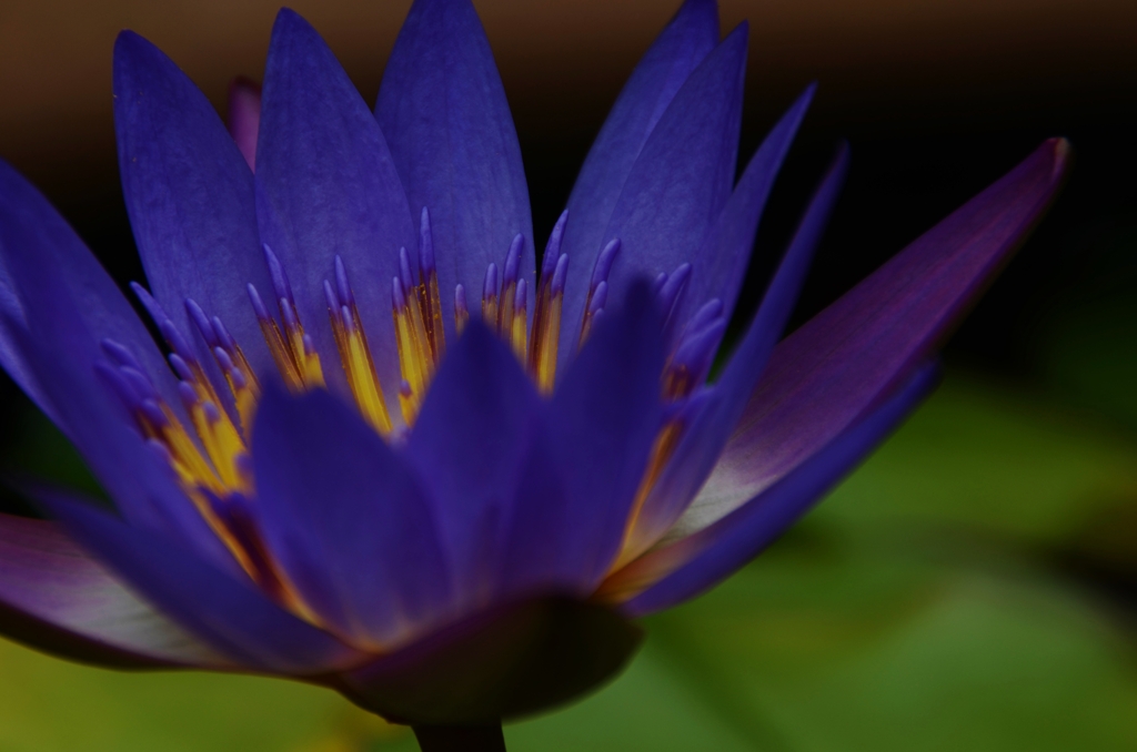 モネが夢見た青い睡蓮　②　。。。！