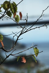 秋に散りそめし　①。。。！