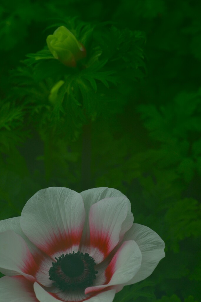 春咲き小花　➁。。。！